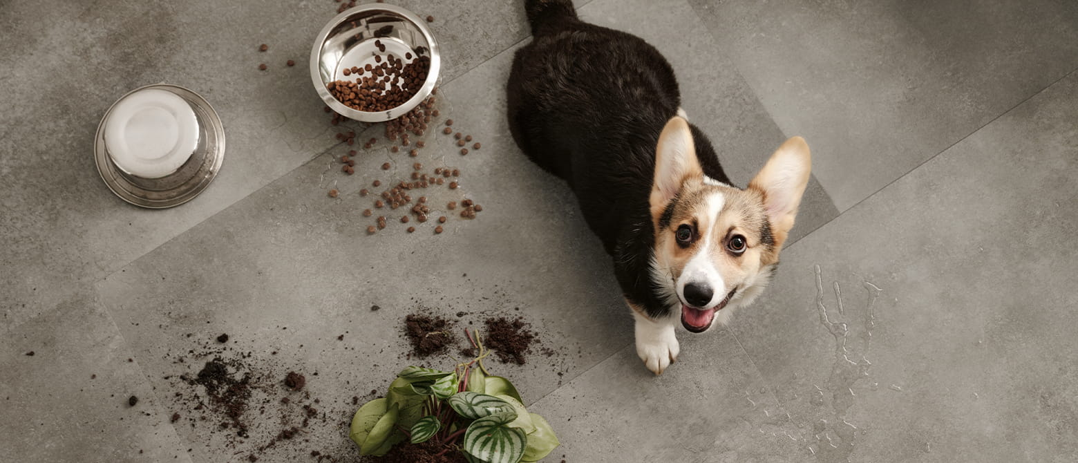 hond zit naast omgevallen plant op een vloer van grijze vinyltegels